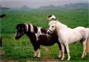 Ponyreiten auf dem Ponyhof Pellworm